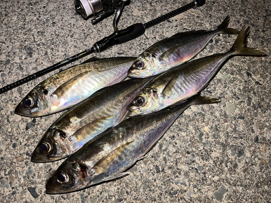 アジングの釣果写真