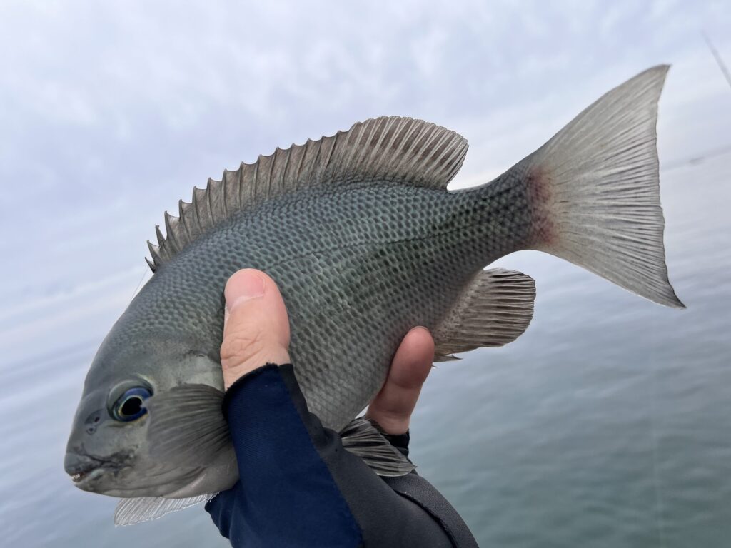 ウキフカセで釣れたメジナの写真-2