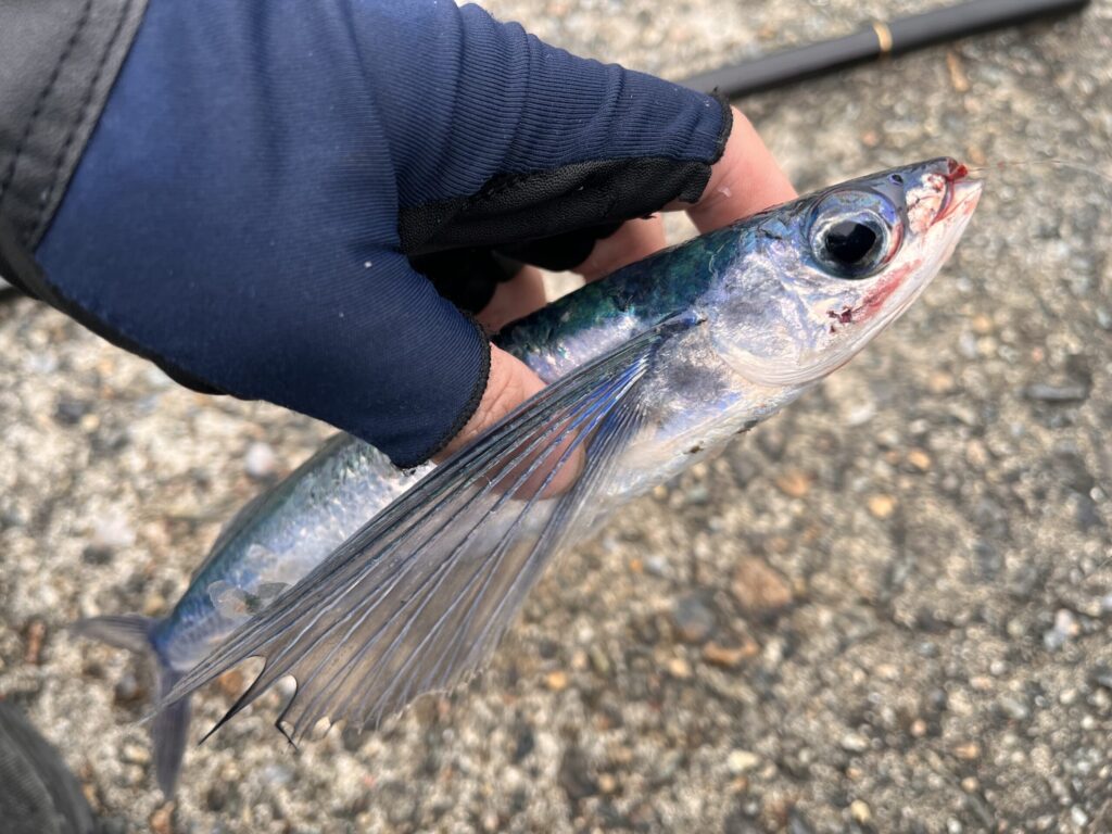 ウキフカセで釣れたトビウオの写真