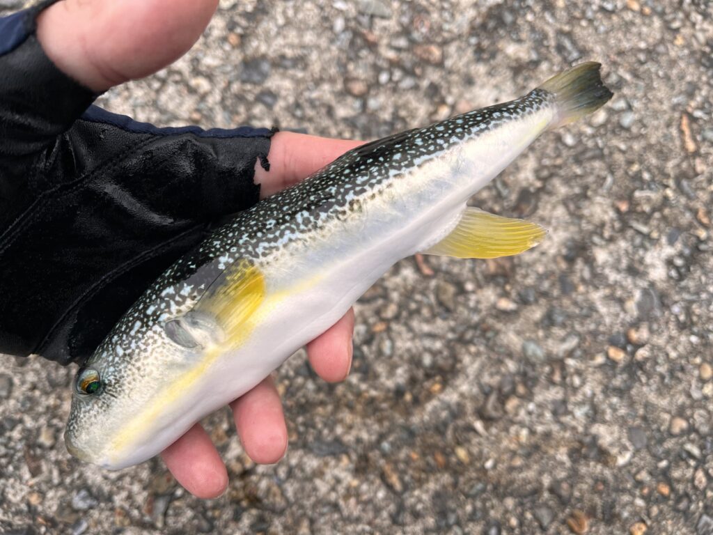 ウキフカセで釣れたフグの写真