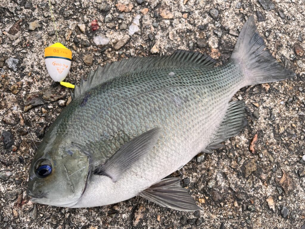 ウキフカセで釣れたメジナの写真-4