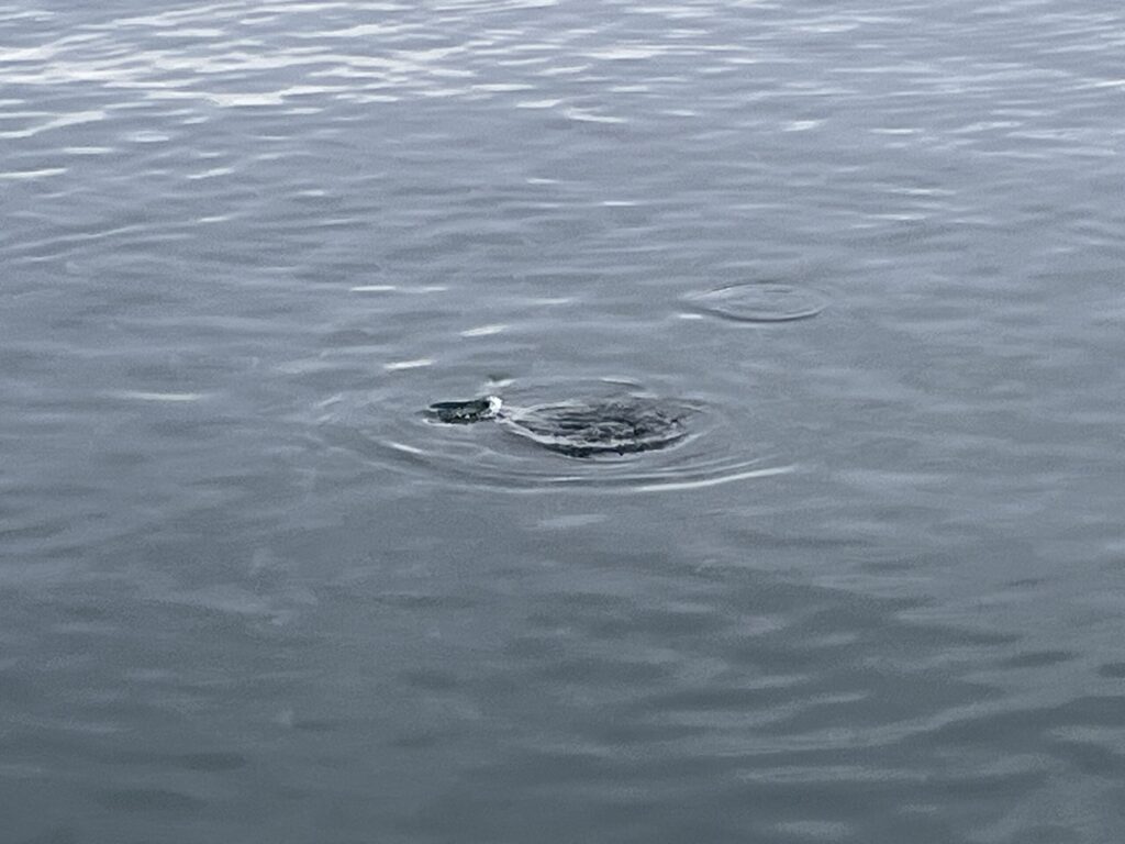 湧きグレの写真