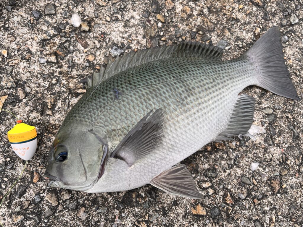 ウキフカセで釣れたメジナの写真-3