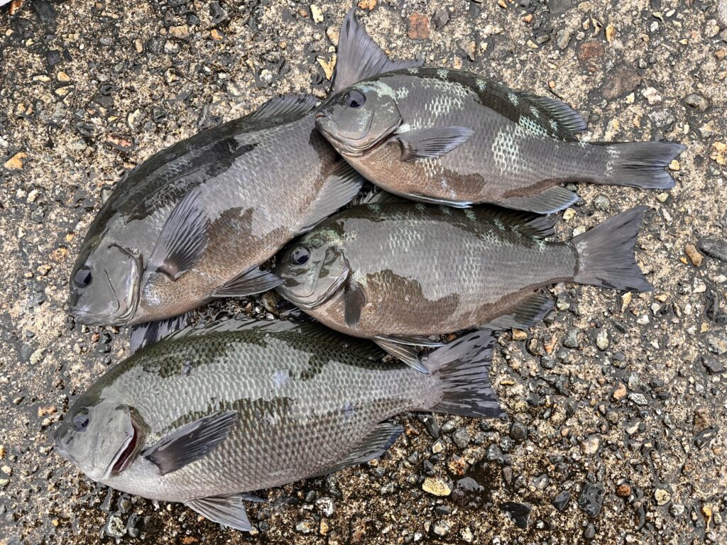 メジナの釣果写真