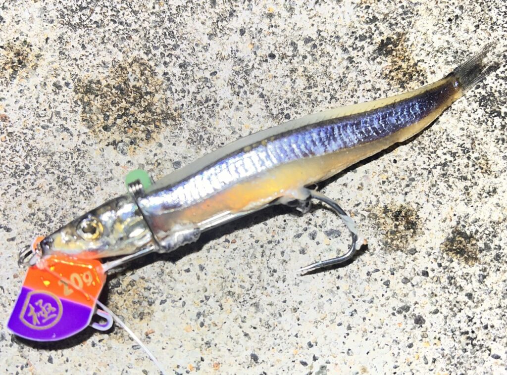 タッチポンにキビナゴをセットした時の写真