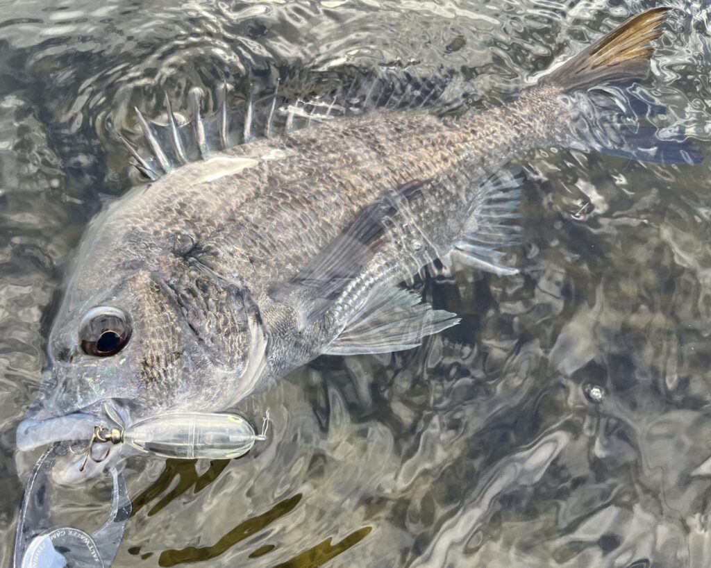 タイニートーピードで釣れたチヌ