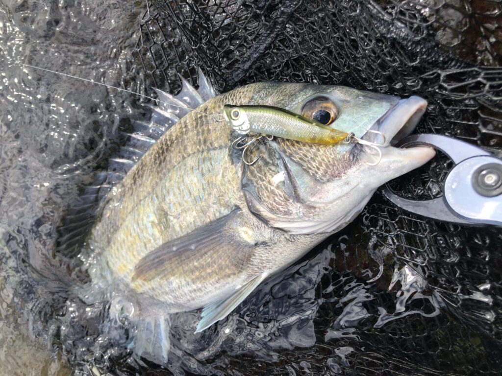 RAポップで釣れたチヌ