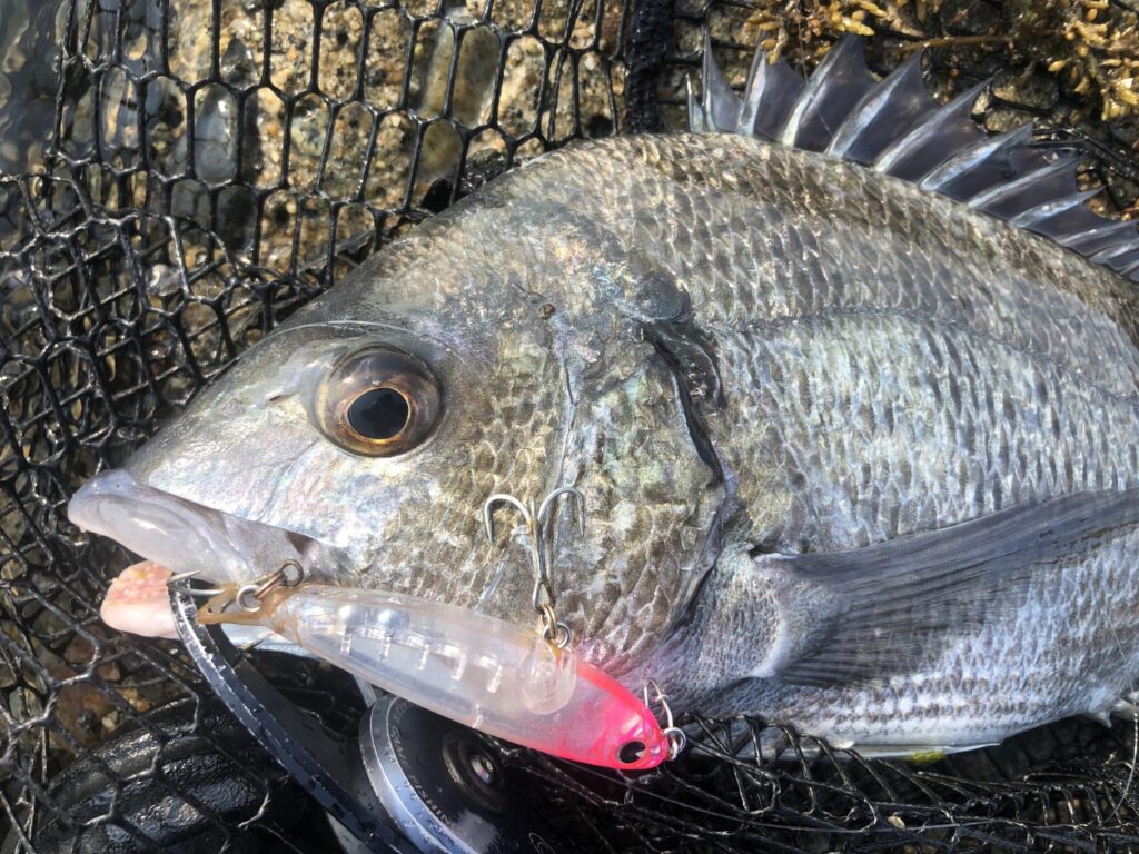チヌトップで釣れたチヌ