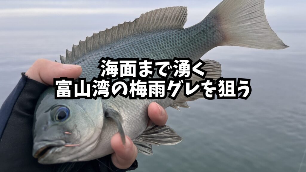海面まで湧く富山湾の梅雨グレを狙うのアイキャッチ画像