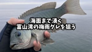 海面まで湧く富山湾の梅雨グレを狙うのアイキャッチ画像