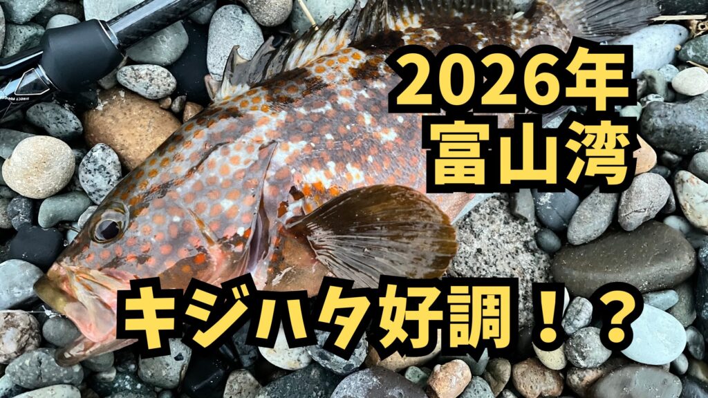 富山湾はキジハタ好調 | サーフから離岸テトラを攻めて連発した攻略法のアイキャッチ画像