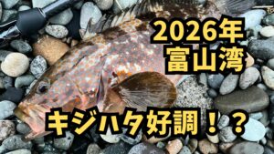 富山湾はキジハタ好調 | サーフから離岸テトラを攻めて連発した攻略法のアイキャッチ画像