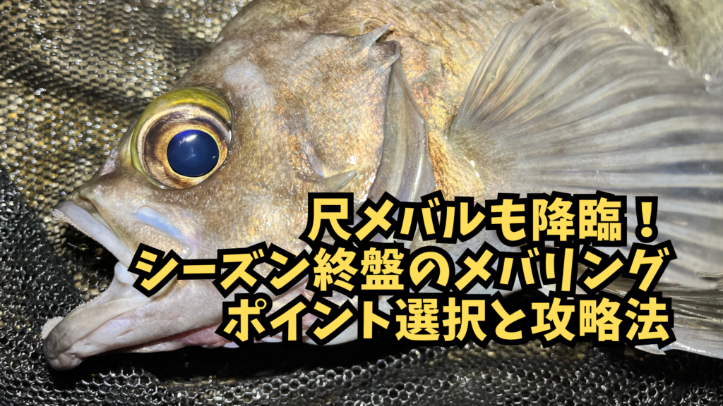シーズン終盤に尺メバル降臨！ | ポイント選択と攻略法について解説のアイキャッチ画像