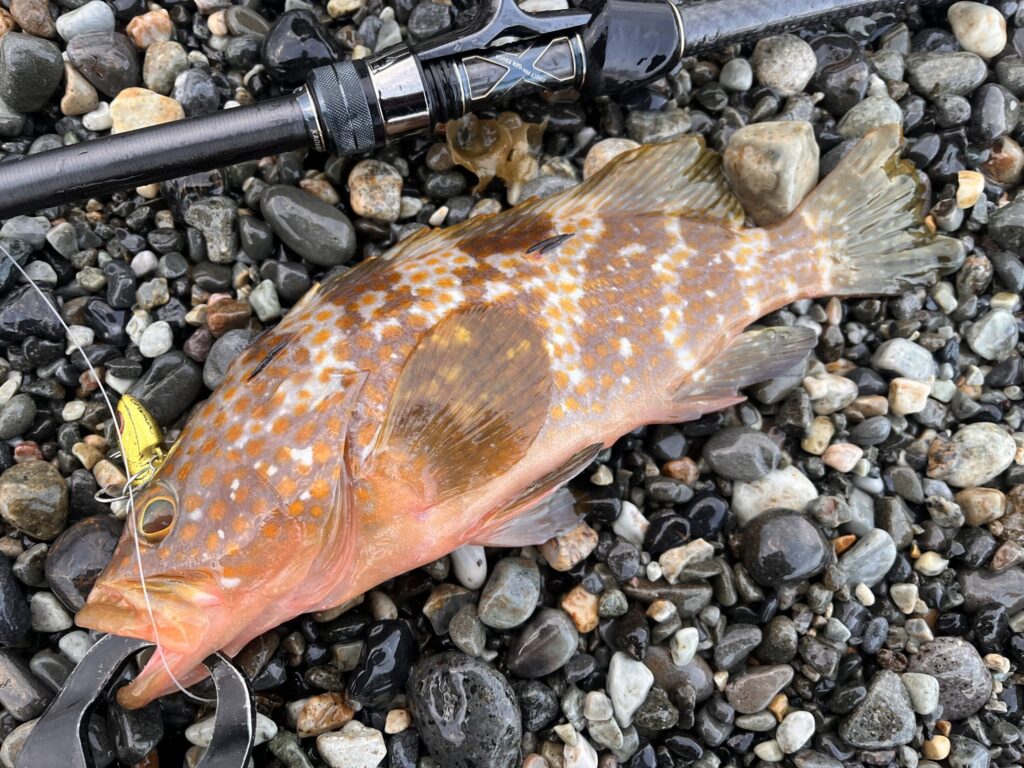 富山湾のキジハタは好調か?