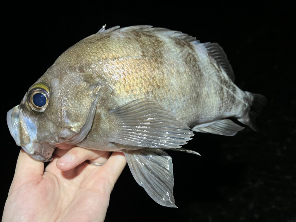 7月の富山湾で釣れた良型のメバル