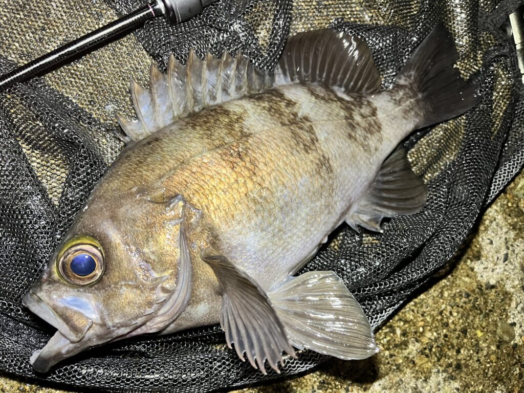 同じコースで再び釣れた良型のメバル