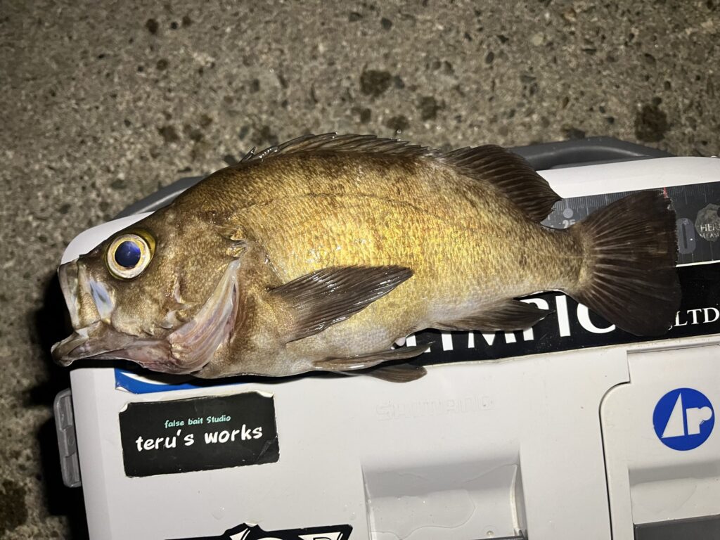 7月の富山湾で釣れた尺メバル