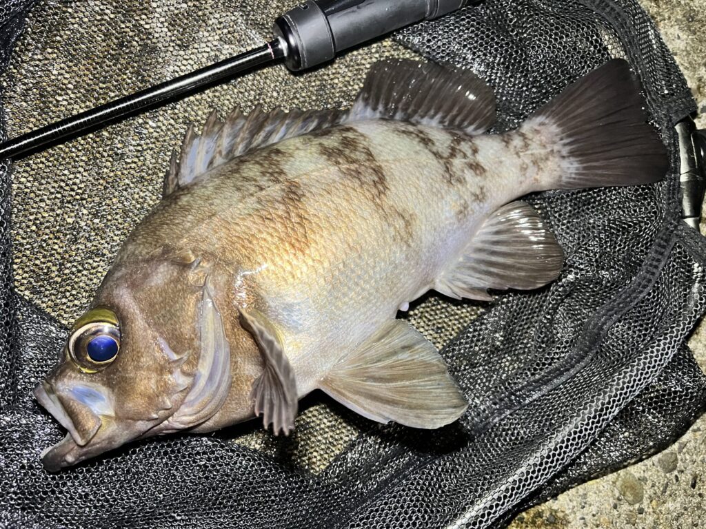 7月の富山湾まだまだ釣れる?