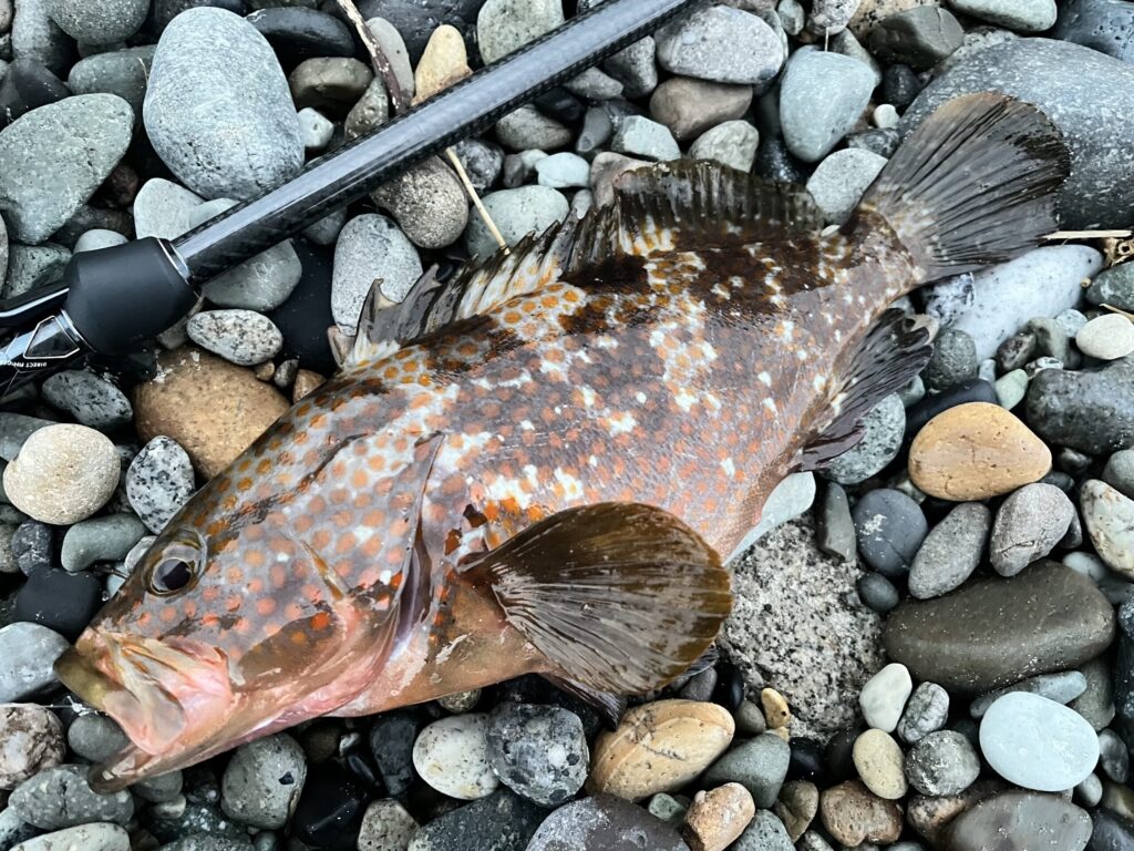 根掛かり中にヒットした30cm超えのコンディションの良い富山のキジハタ