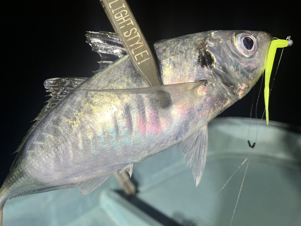 能登町海樹のバチコンでやっとの思いで釣れたアジ