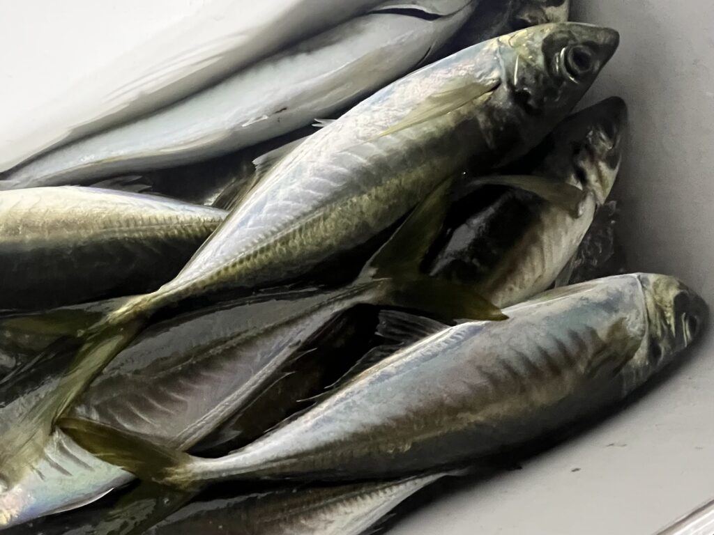 能登町『海樹』でのバチコンアジングの釣果