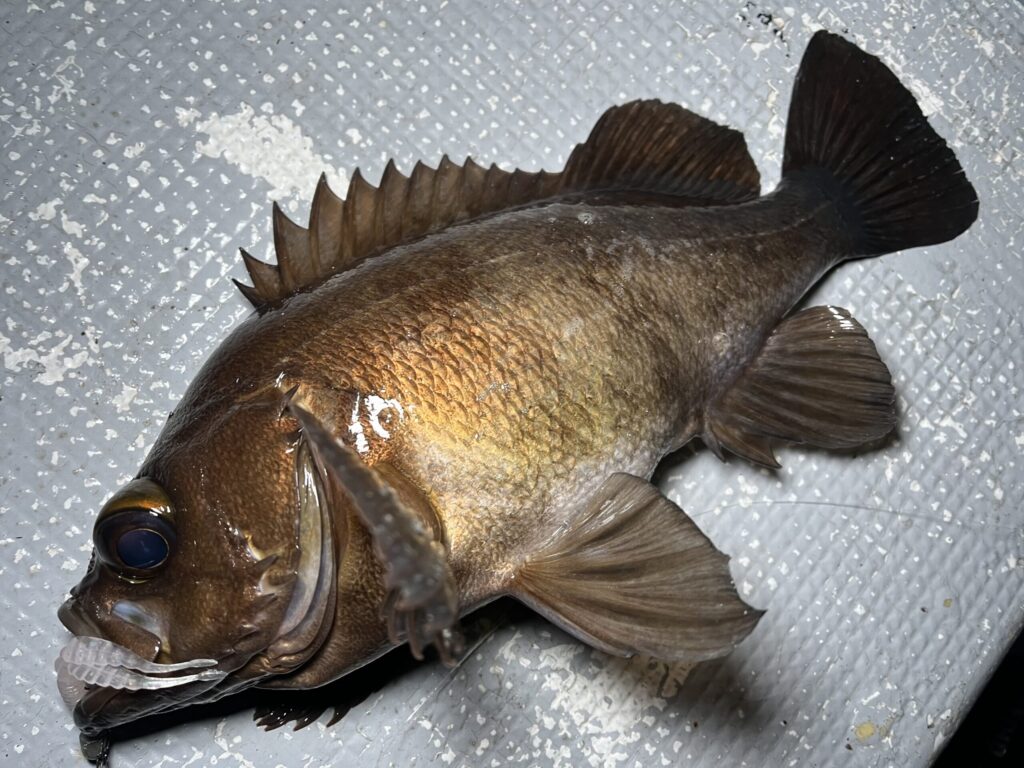 富山湾のボートホタルイカパターンで釣れたメバル