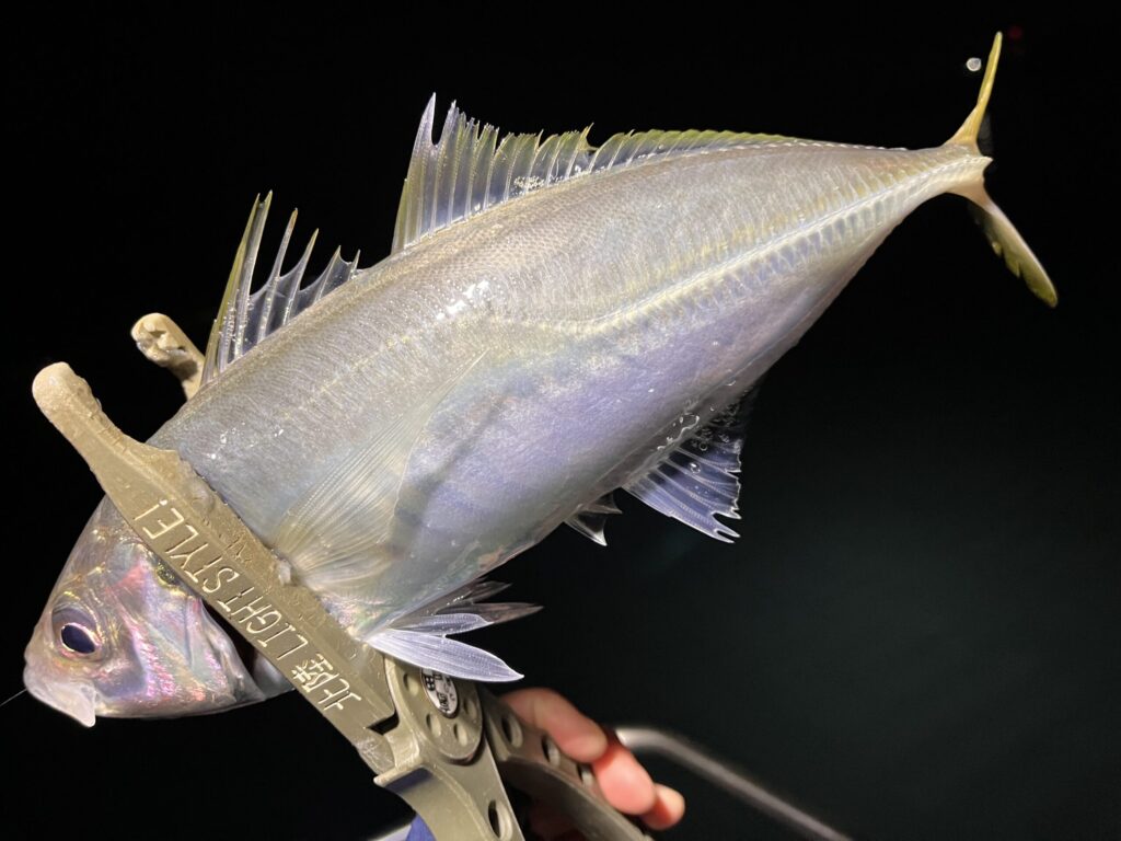 富山湾のボートアジングで釣れた尺アジ